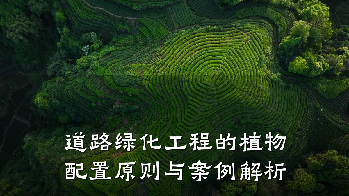 道路绿化工程的植物配置原则与案例解析