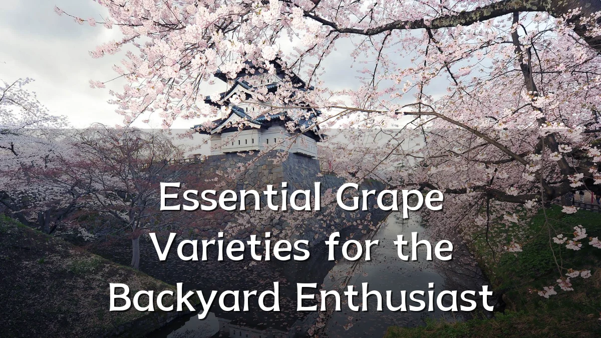 Essential Grape Varieties for the Backyard Enthusiast