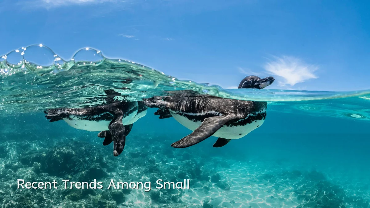 Recent Trends Among Small